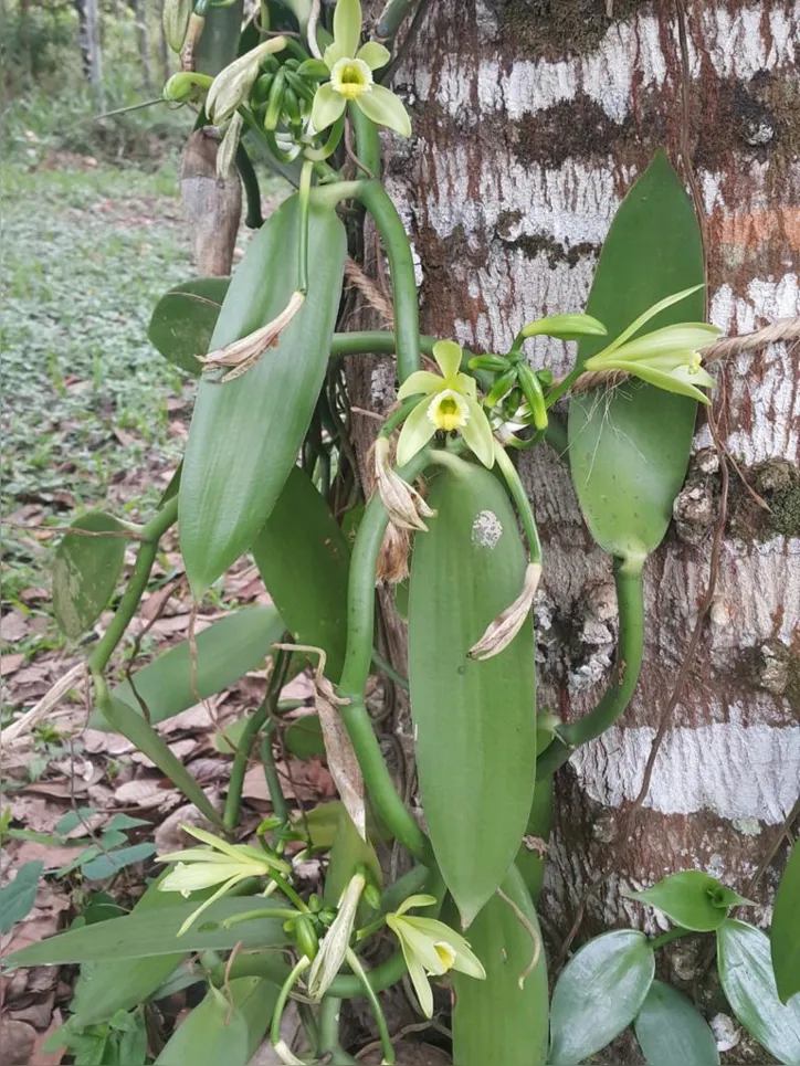 Imagem ilustrativa da imagem Especiaria milenar, a baunilha nasce de uma orquídea