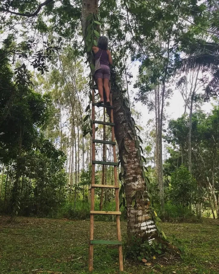 A bióloga Dora Costa começou a produzir baunilha para ajudar a filha, que se interessou por gastronomia