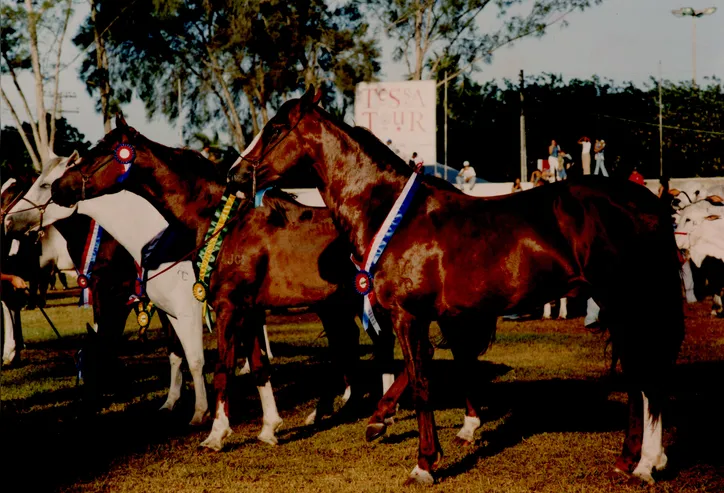 Em 1998, houve exposição de cavalos Mangalarga na Fenagro