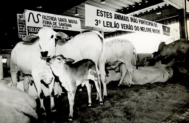 Leilões de animais são grandes atrativos nas diversas edições da Fenagro