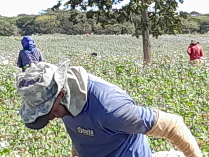 João Evangelista conquistou dois hectares para plantação de algodão