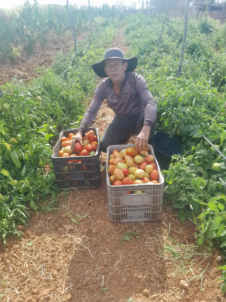 Hoje, João Evangelista também produz tomate e outras culturas