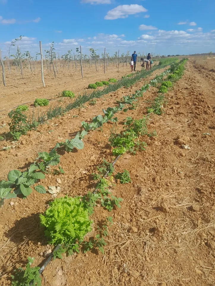 João Evangelista também produz cheiro-verde e alface