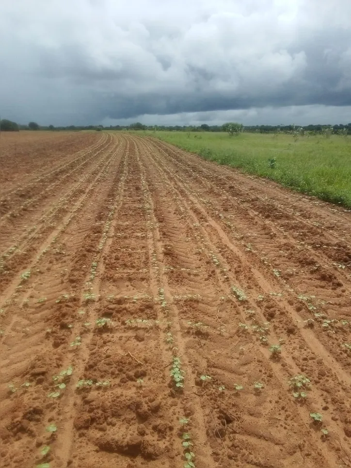 Osvaldo Monção tem 200 hectares de terra na cidade de Sebastiaão das Laranjeiras