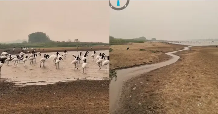 Imagem ilustrativa da imagem Pescadores resgatam 300 peixes em lamaçal no Rio Paraguai