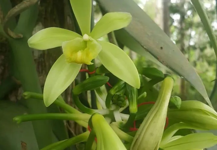 A espécie V.planifolia nasce de uma orquídea