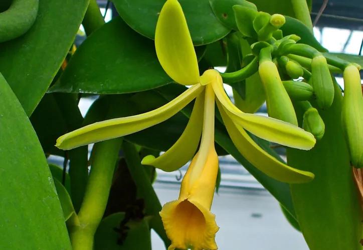 Imagem ilustrativa da imagem Especiaria milenar, a baunilha nasce de uma orquídea