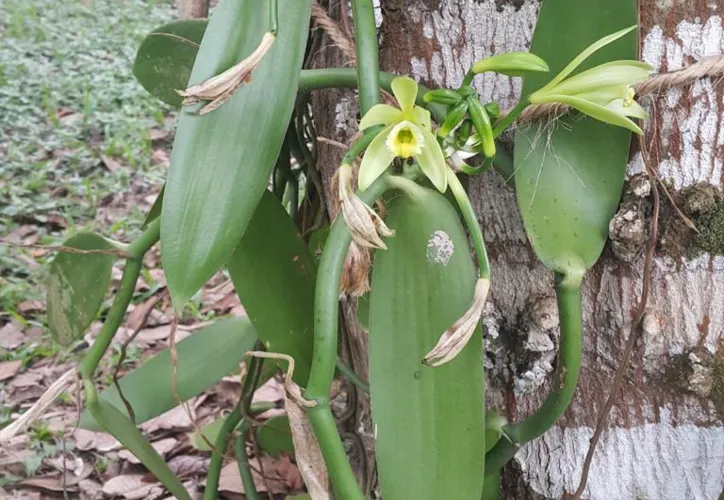 Imagem ilustrativa da imagem Especiaria milenar, a baunilha nasce de uma orquídea