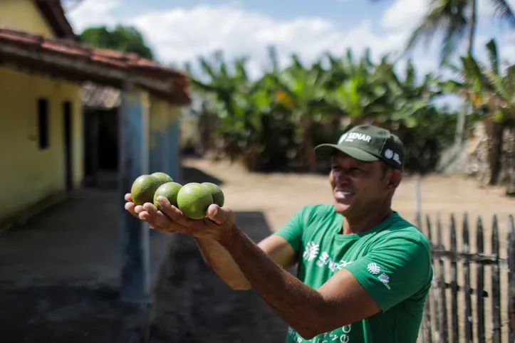 Imagem ilustrativa da imagem Sem principais pragas, Bahia mira 3⁰ lugar na produção de laranja