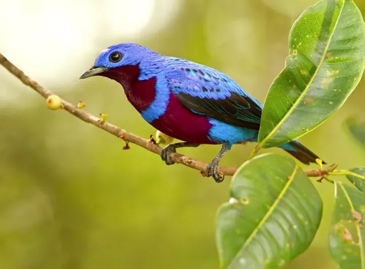 Com a preservação da mata nativa, é possível permitir a vida da fauna local