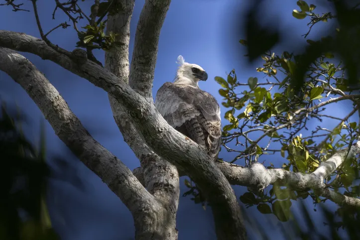 Fauna local é mantida com preservação de áreas de mata nativa