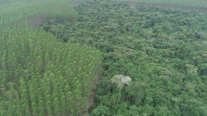 O sivicultor, em Eunápolis, Danilo Sette, tem 350 hectares de cultivo de eucalipto