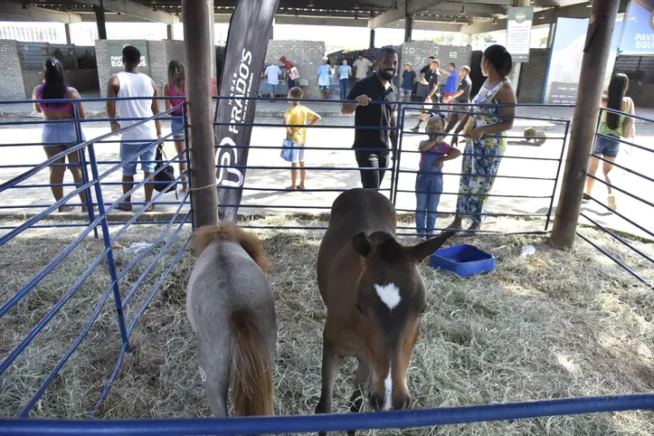 O sonho de ter um pônei pode acontecer, basta ter a "bala na agulha"