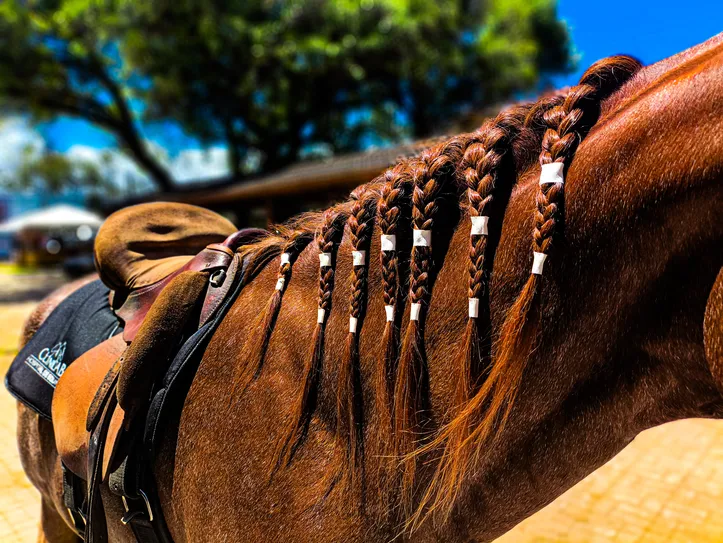 Imagem ilustrativa da imagem Entenda o porquê os tratadores trançam a crina dos cavalos