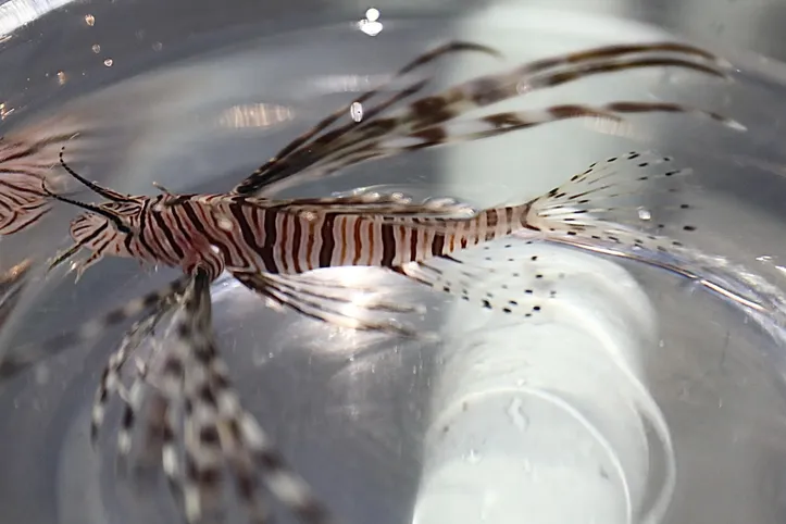 Imagem ilustrativa da imagem Peixe raro é encontrado e capturado em costa da Bahia; veja