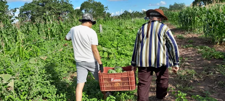 Diversificação garante trabalho e renda para os agricultores da Cooperacaju, em Ribeira do Pombal