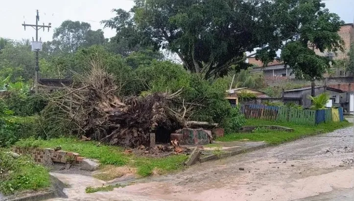 Árvores arrancada no bairro Varginha,em Dias D´Ávila