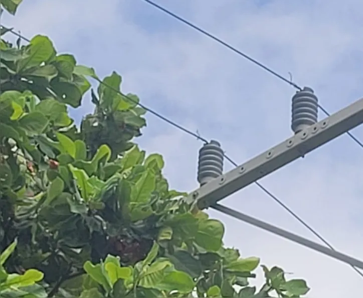 Árvores sem poda estão em contato com fios de alta tensão