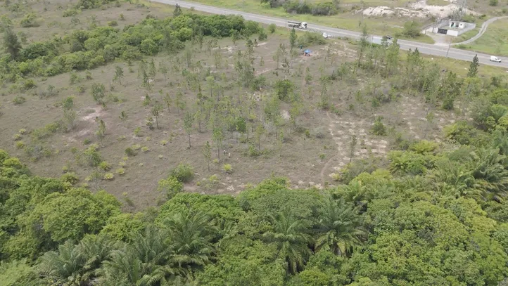 BYD também começou a plantar em uma área próxima, milhares de mudas de árvores nativas