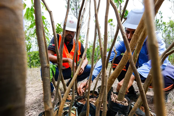 BYD também começou a plantar em uma área próxima, milhares de mudas de árvores nativas