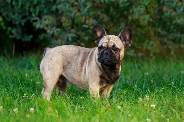 Imagem ilustrativa da imagem Conheça as 10 raças de cães mais populares do mundo em 2025