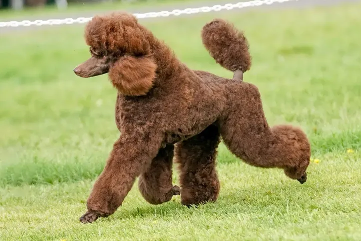 Imagem ilustrativa da imagem Conheça as 10 raças de cães mais populares do mundo em 2025