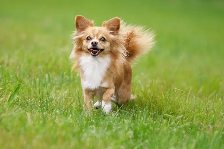 Imagem ilustrativa da imagem Conheça as 10 raças de cães mais populares do mundo em 2025