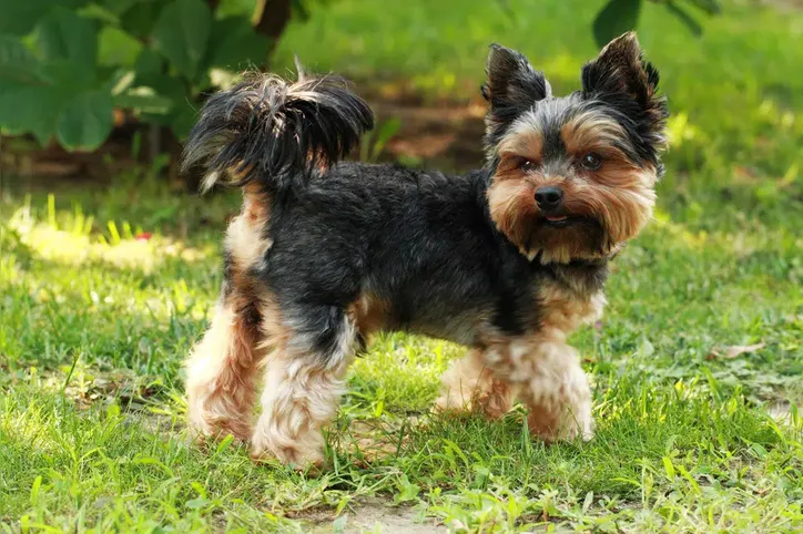 Imagem ilustrativa da imagem Conheça as 10 raças de cães mais populares do mundo em 2025