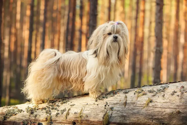 Imagem ilustrativa da imagem Conheça as 10 raças de cães mais populares do mundo em 2025