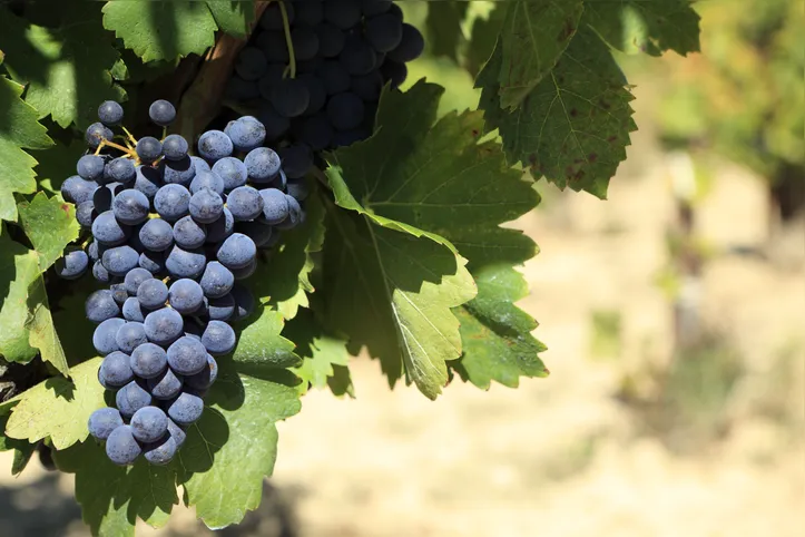Red wine grapes growing in a vineyard in southern France.  Space for copy on right.