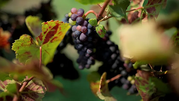Agronegócio baiano mantém ritmo de crescimento em 2025 com força dos grãos e da fruticultura