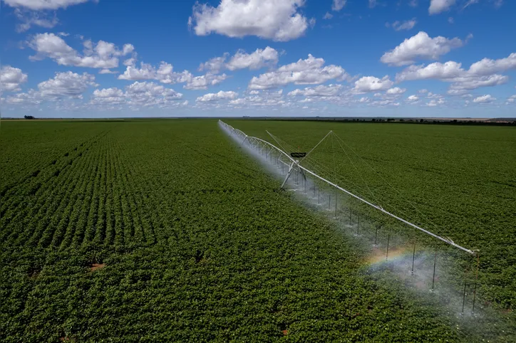 Produção de algodão em sistema de irrigação por pivô