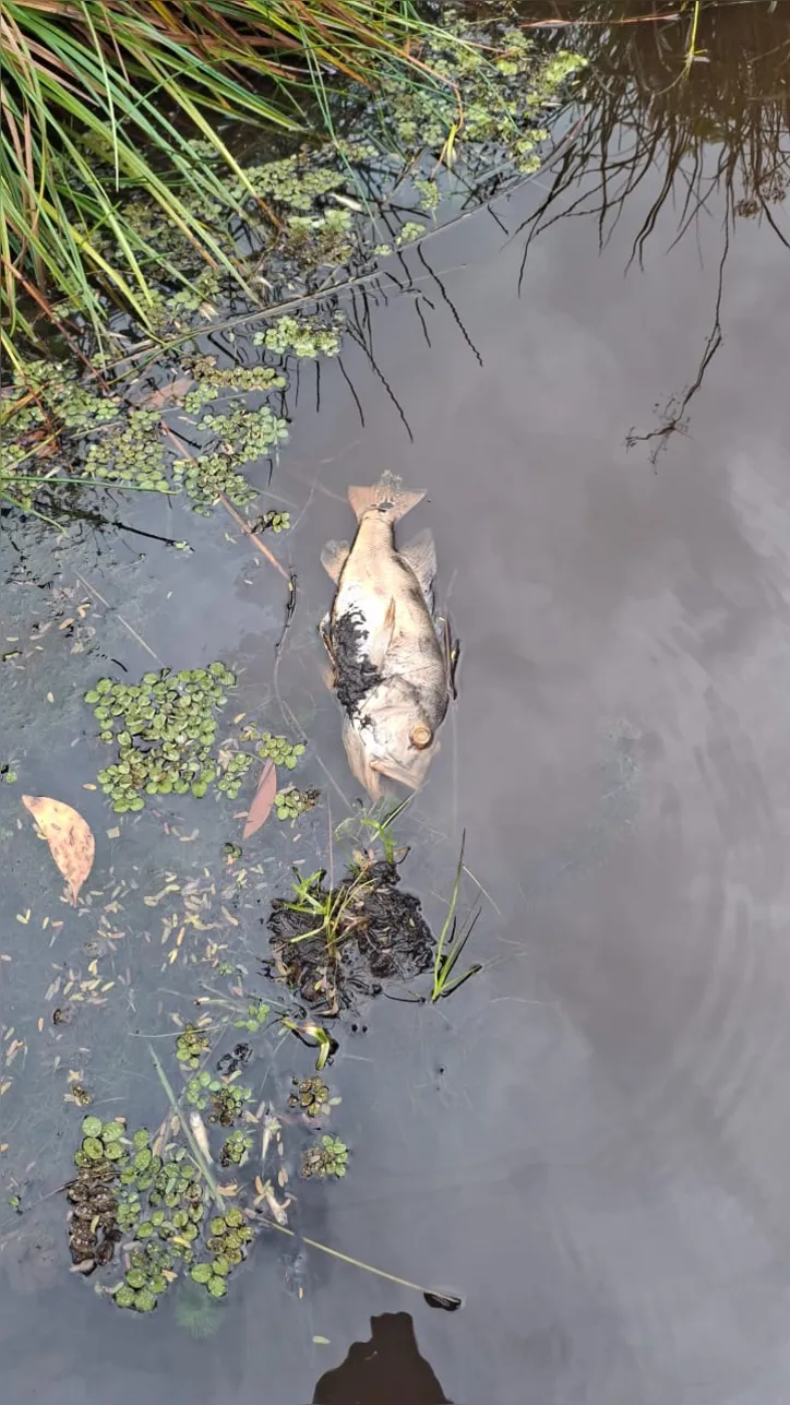 Desde o dia 12 de maio, foram registradas manchas escuras, forte odor e a morte de peixes, camarões e outras espécies