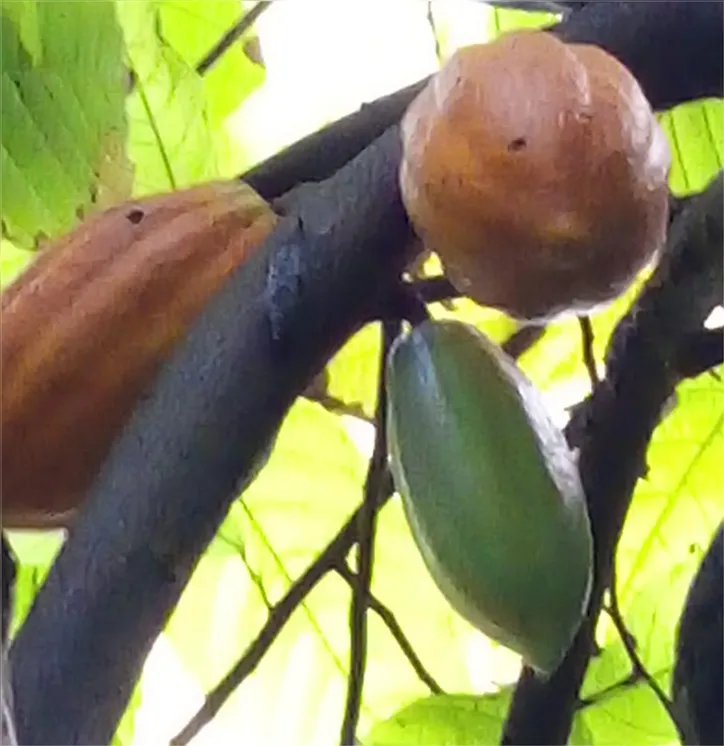 Imagem ilustrativa da imagem Das frutas às flores, o licor do Convento do Desterro é destaque no São João