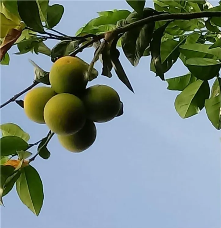 Imagem ilustrativa da imagem Das frutas às flores, o licor do Convento do Desterro é destaque no São João