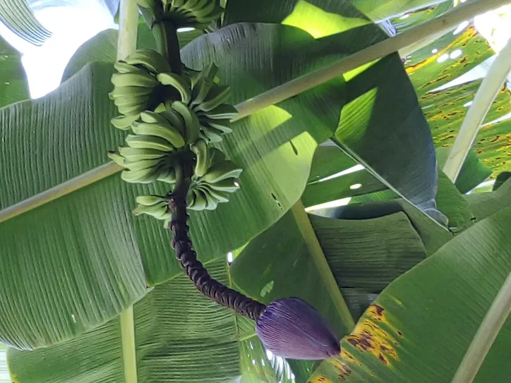 Imagem ilustrativa da imagem Das frutas às flores, o licor do Convento do Desterro é destaque no São João