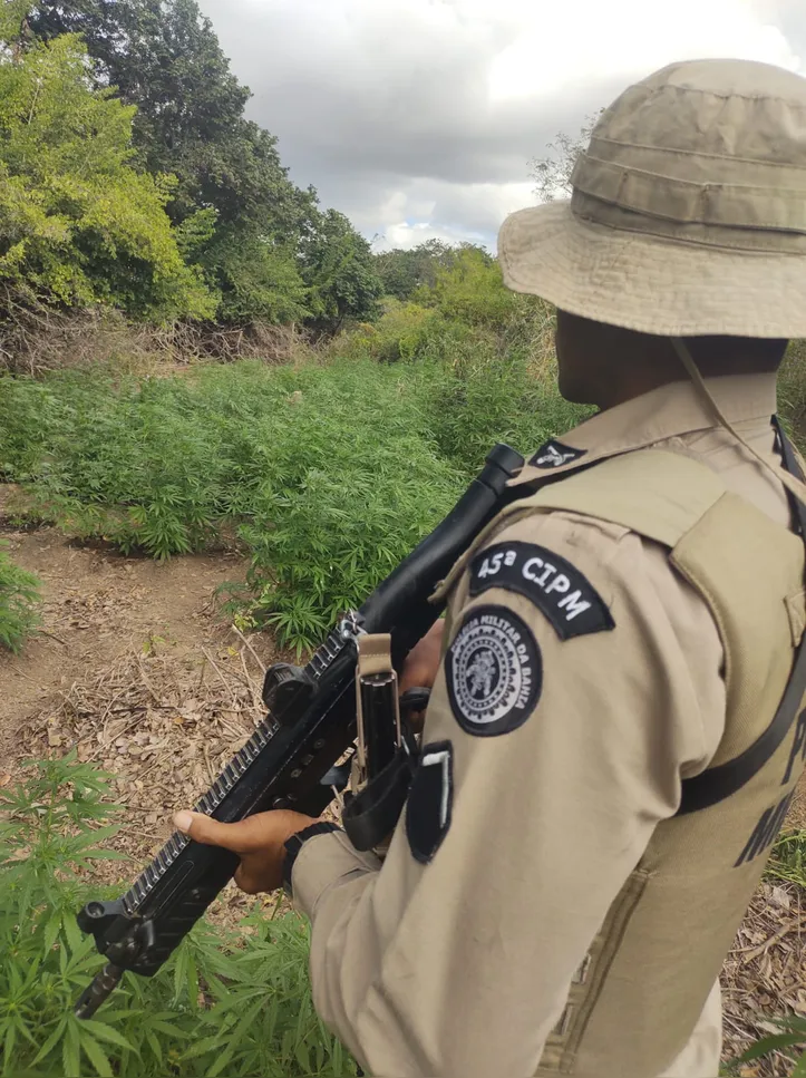 Mais de 90 mil pés de maconha já foram erradicados