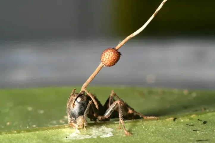 Formiga com o parasita Ophiocordyceps Unilateralis, conhecido como o fungo zumbi