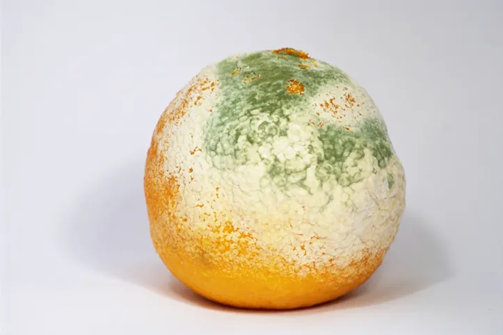 Fungos se proliferam rapidamente em alimentos