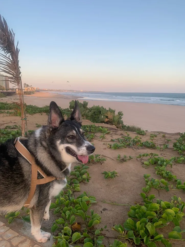 Luke, SRD, tem pavor de fogos