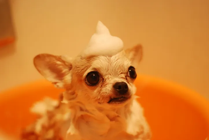 Banho toda semana faz mal aos cachorros? Veja a frequência ideal