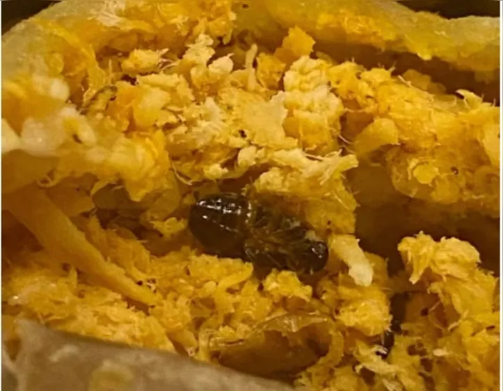 Cliente só percebeu a presença dos insetos, quando já estava terminando de comer o alimento