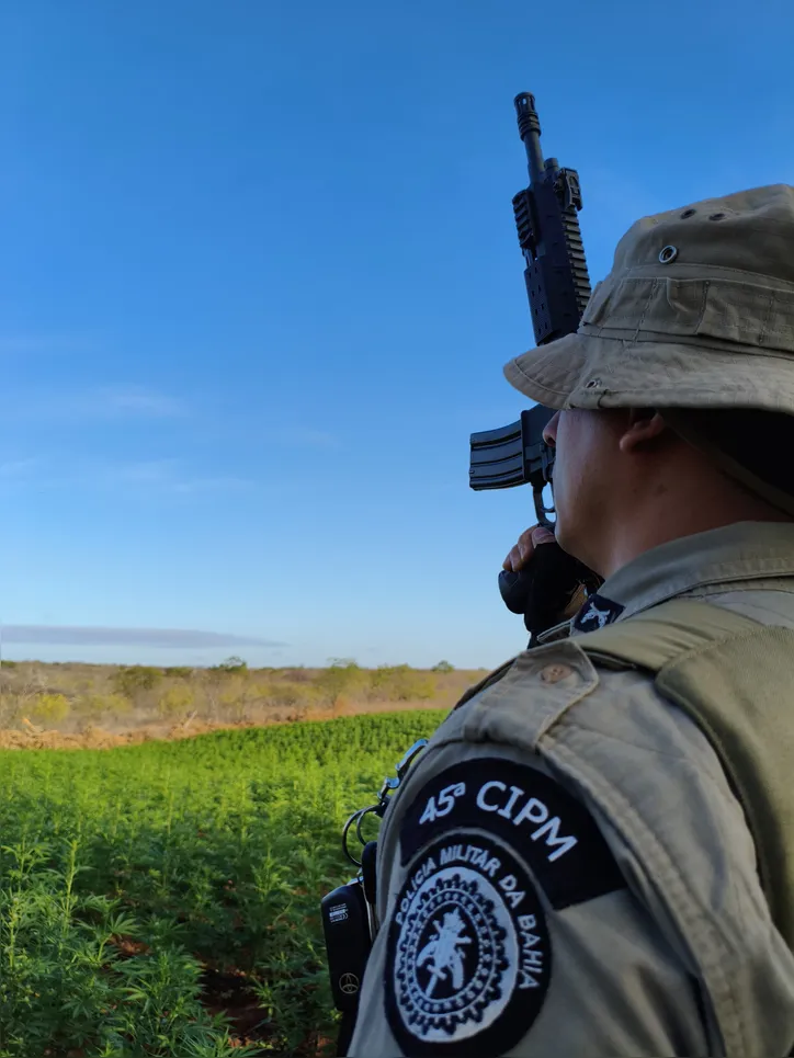 Operação destrói pés de maconha e prende três suspeitos