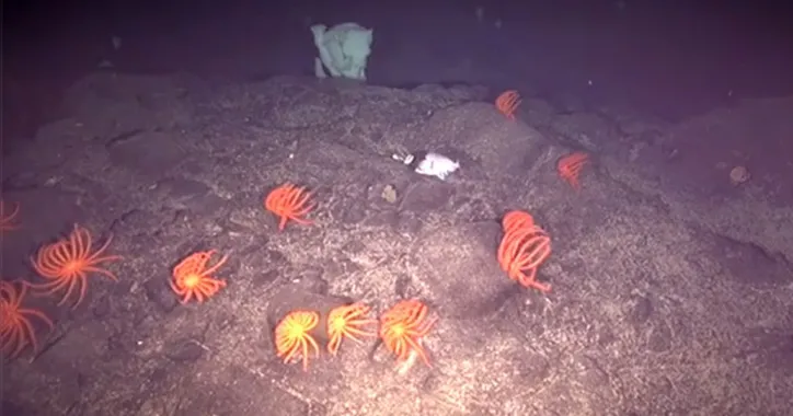 'Ilha' submersa no Atlântico Sul pode ter sido gerada e afundada por erupções de lava vulcânica