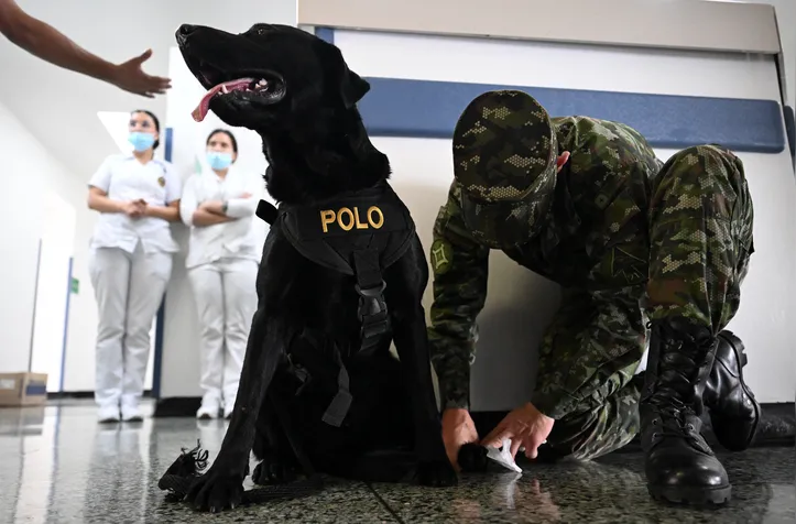 Cães tem ajudado os soldados feridos