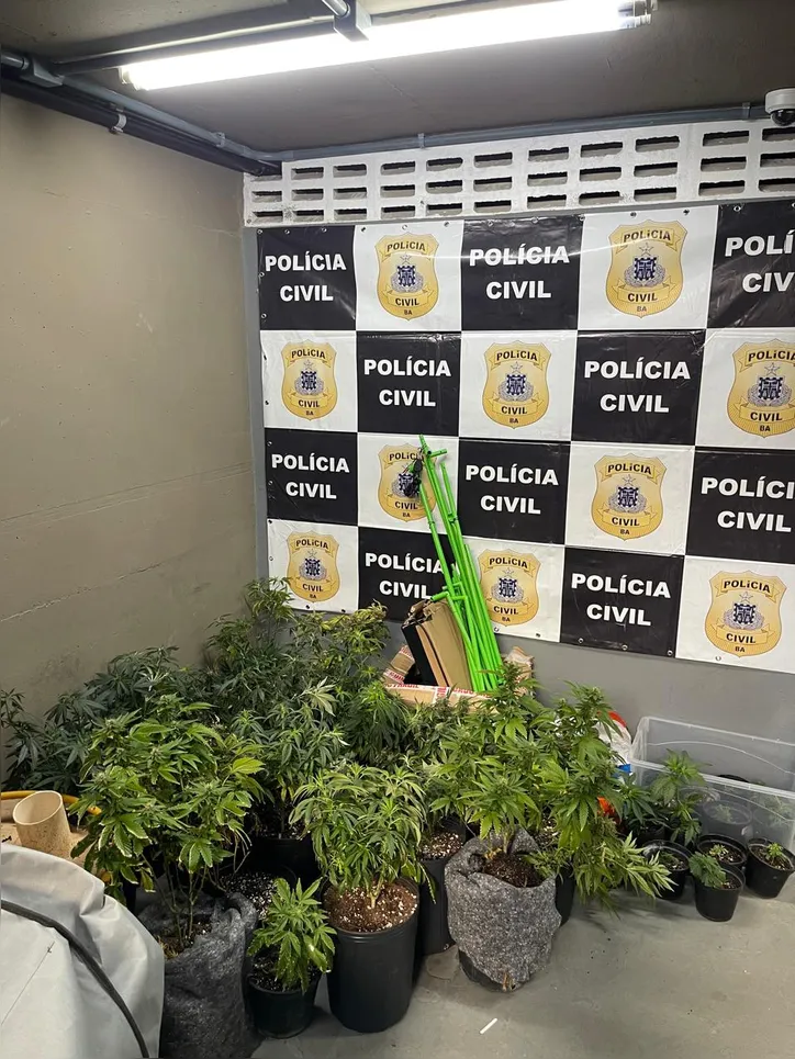 Imagem ilustrativa da imagem Estufas com maconha são descobertas em apartamento no Rio Vermelho