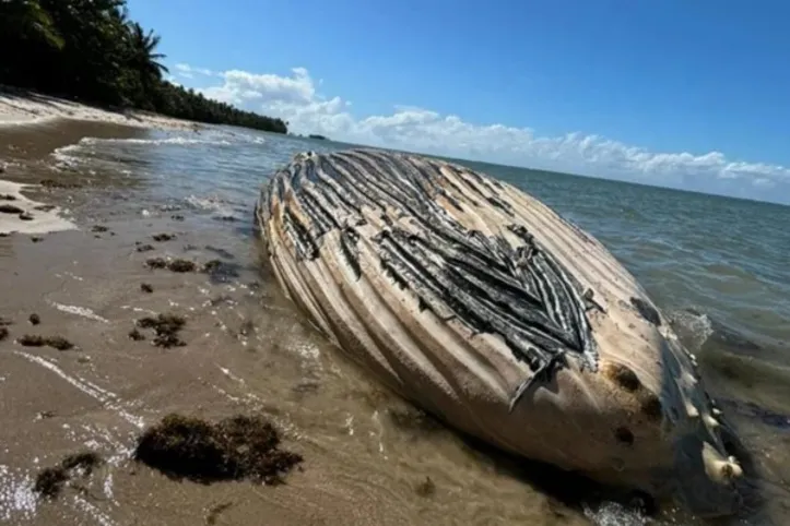 Imagem ilustrativa da imagem Golfinho é encontrado ferido em praia de Salvador