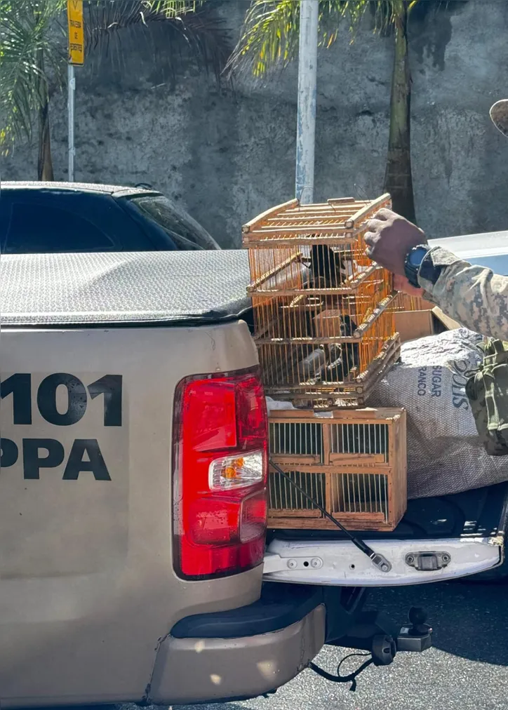 Pássaros eram mantidas em condições irregulares