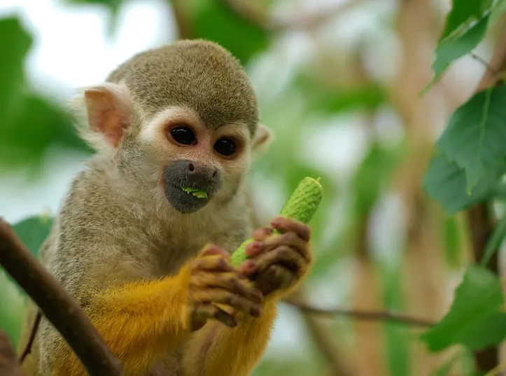 Biólogo aponta alternativas para criação de macacos com autorização legal