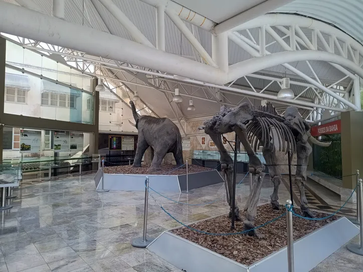 Réplica de fósseis de animais gigantes
